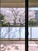 桜の時期はベランダからお花見ができます